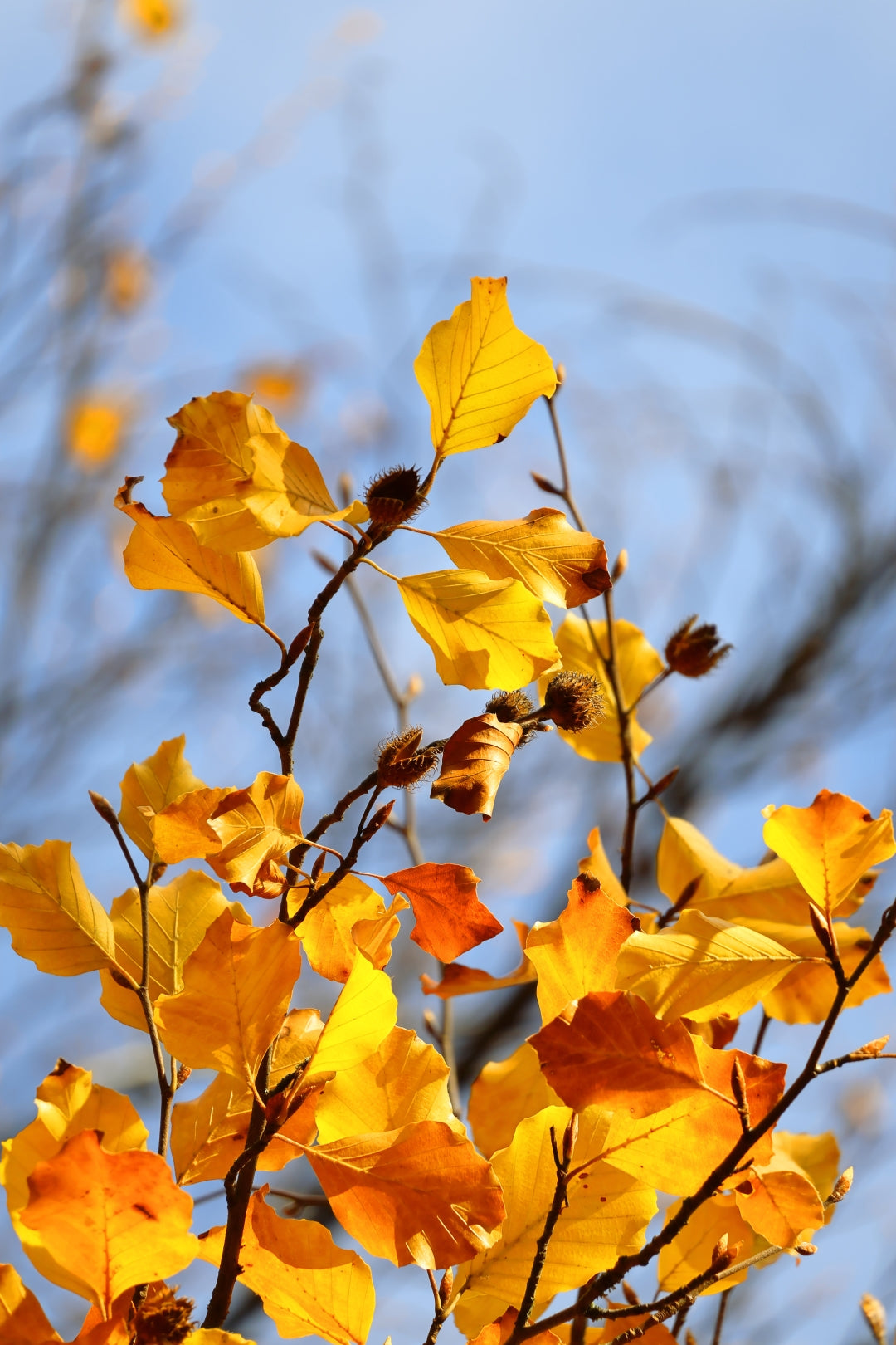 Canon EOS R50, Black + RF-S 18-45mm F4.5-6.3 IS STM Kit MILC 24,2 MP CMOS 6000 x 4000 pixel Sort