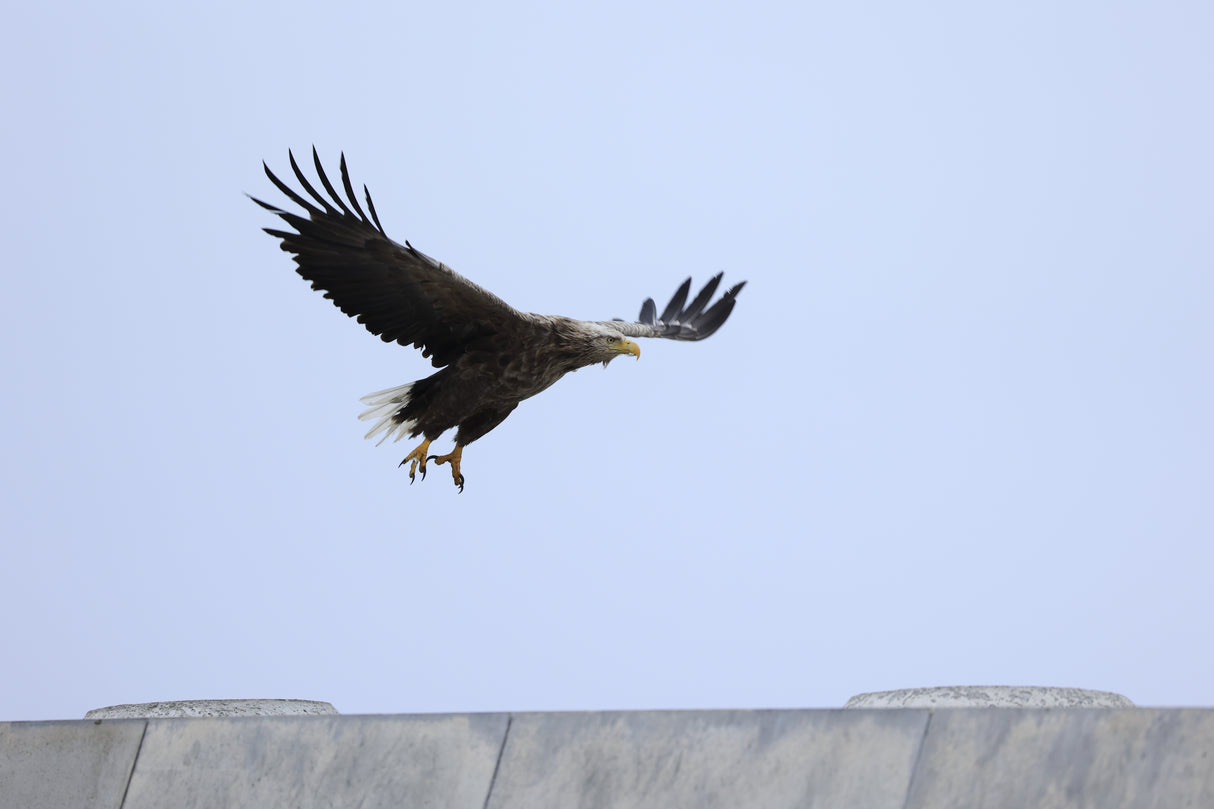 Canon RF 100-400 mm f5.6-8 IS USM MILC Teleobjektiv Sort