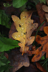 Canon EOS R50 Digitalkamera 3840 x 2160 Sort