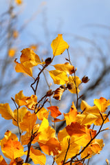 Canon EOS R50, Black + RF-S 18-45mm F4.5-6.3 IS STM Kit MILC 24,2 MP CMOS 6000 x 4000 pixel Sort