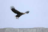 Canon RF 100-400 mm f5.6-8 IS USM MILC Teleobjektiv Sort